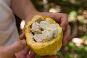 Kakaofrucht mit Kakaobohnen