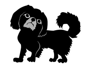 Pekingese