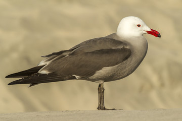 Heermann's Gull Resting