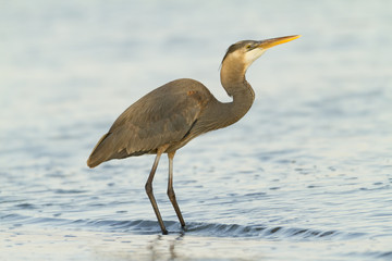 Great Blue Heron Fishing