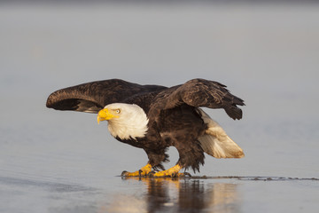 Bald Eagle Taking Flight