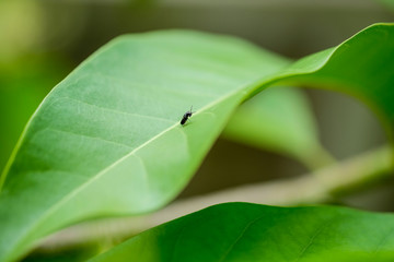 Little Bug On The Leaf