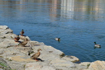 Canards de Millau
