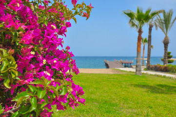 lilac flower bush, the beach with a pier, the blue sea, palm trees. Travel vacation summer background