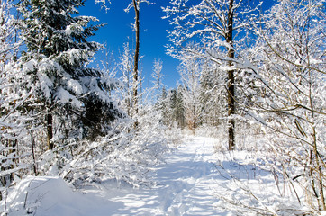 Winterwandern im lichten Wald