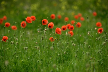 Fototapeta premium Poppy Wildflowers, Jersey, U.K. Defocused telephoto image of Wildlfowers.