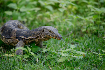 Monitor lizard Close-up ,Open Zoo Thailand 