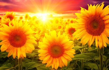Panele Szklane Podświetlane  słoneczniki i słońce