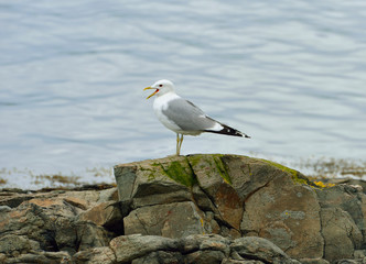 European herring gull (Larus argentatus). Tromso, Norway
