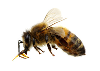 Bee on the white