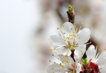Branch with blossoms