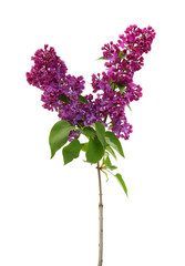 Flowering branch of lilac