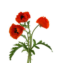 Fototapeta na wymiar red poppy isolated on white