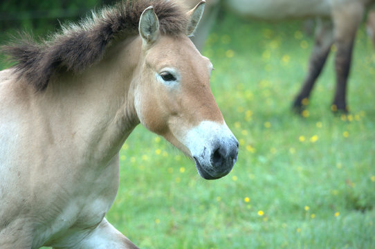 Przewalski-pferd