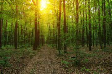 Forest with sunlight.