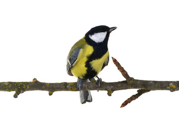 great tit on a branch