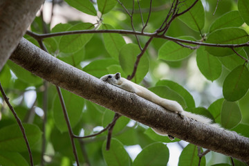 Squirrel  Relax On The Tree