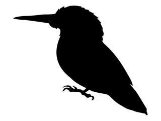 kingfisher