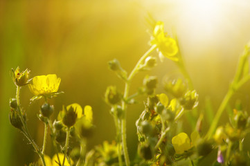 Spring flowers on sun