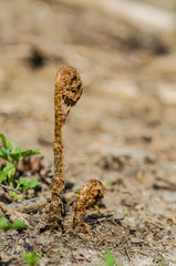 The stem of a green young fern starts a new life