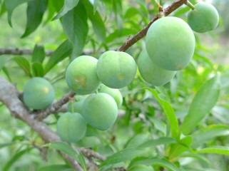 Raw peaches hanging closeup on a tree