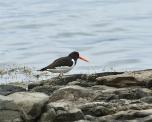 Eurasian oystercatcher (Haematopus ostralegus) also known as common pied oystercatcher, or palaearctic oystercatcher