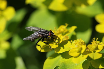 mouche