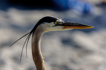 Great Blue Heron profile