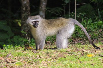 Velvet monkey in South Africa