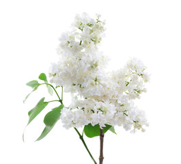 Branch of beautiful lilac flowers on white background