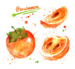 Watercolor illustration of persimmon