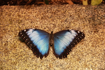 Naklejka na ściany i meble Blue Butterfly