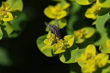 mouche