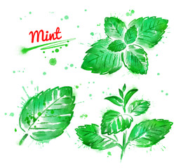 Watercolor collection of mint