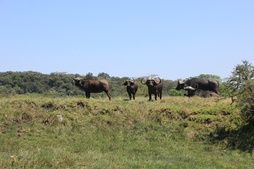 African wildlife, Tanzania, Ngorongoro Conservation Area