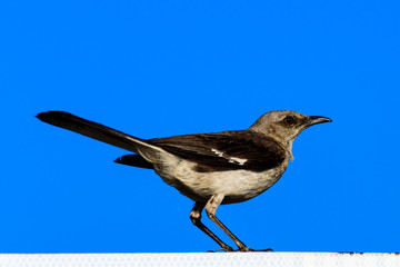 Mockingbird closeup