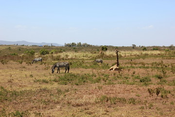 Naklejka na ściany i meble African wildlife, Tanzania, Ngorongoro Conservation Area