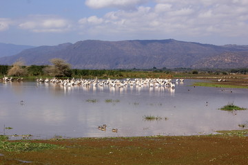 African wildlife, Tanzania, Ngorongoro Conservation Area