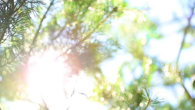 Beautiful bright green and blue colorful sunny nature background. Sun shines through blowing on wind fresh green branches of pine. Closeup of trees swinging over blue sky with sun flares and sunlight.