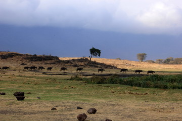 African wildlife, Tanzania, Ngorongoro Conservation Area