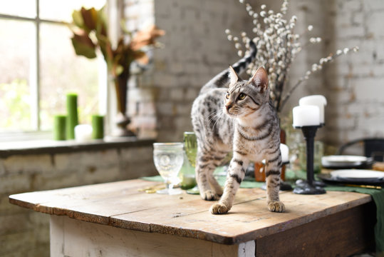 Cute savanna kitten in silver color on a vintage table