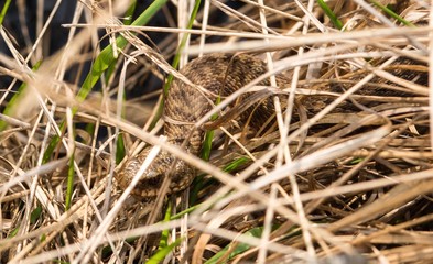 Kreuzotter (Vipera berus), Weibchen, Giftschlange, Viper, liegt getarnt in hohem Gras, Naturschutzgebiet Pietzmoor, Niedersachsen, Deutschland, Europa