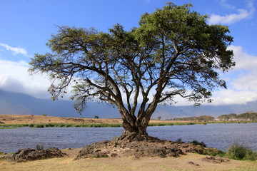 African wildlife, Tanzania, Ngorongoro Conservation Area