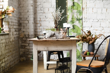 Cute savanna kitten in silver color on a vintage table