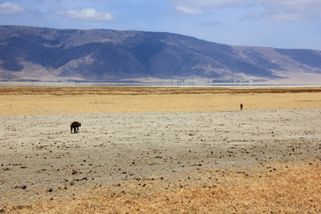 African wildlife, Tanzania, Ngorongoro Conservation Area