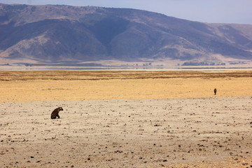 African wildlife, Tanzania, Ngorongoro Conservation Area