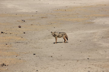 African wildlife, Tanzania, Ngorongoro Conservation Area
