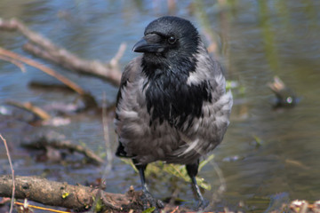 Crow near the lake