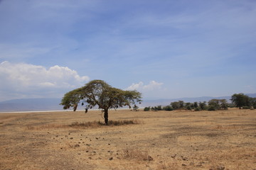 African wildlife, Tanzania, Ngorongoro Conservation Area