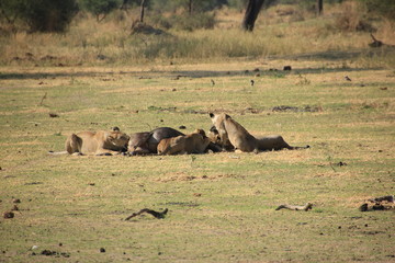 African wildlife, Tanzania, Ngorongoro Conservation Area